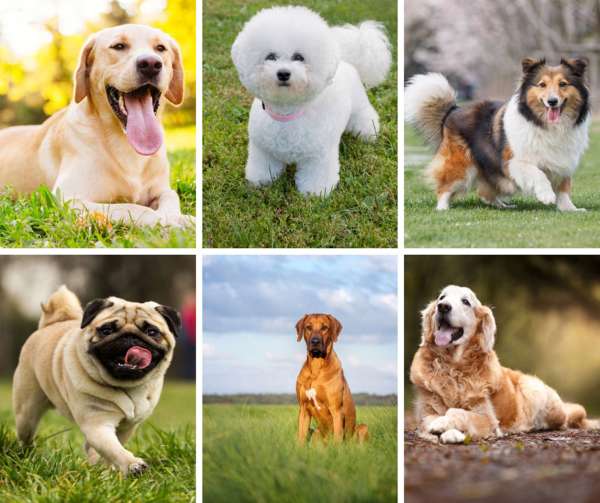 Which Dog Breed Is Best For Family